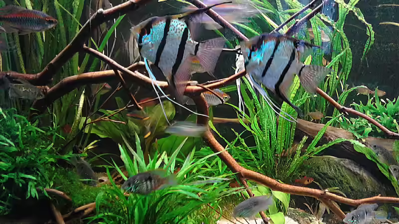 9.9.2015 Peru Skalar von Grünhexe (160)