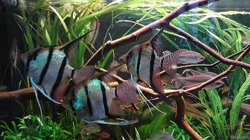 9.9.2015 von Grünhexe (194)