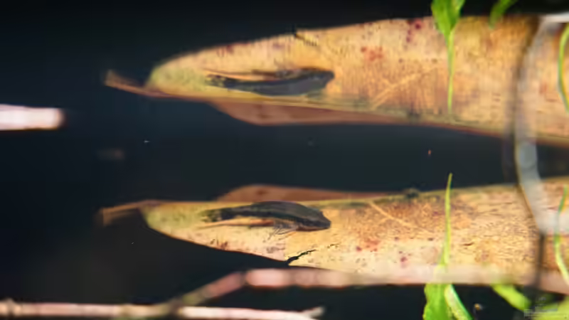 9 Ohrgitterharnischwelse von Jonas B. (73)