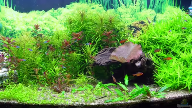 9 von Alexander Schilke (10)