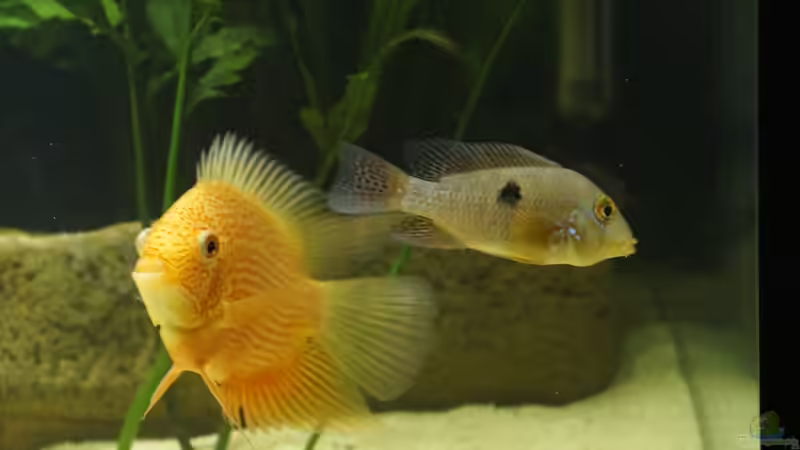 9 von Birkenzeisig (14)