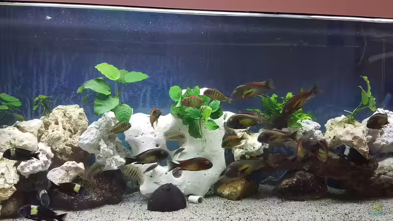 900 Liter Tropheus von Bernhard Fritsch (5)