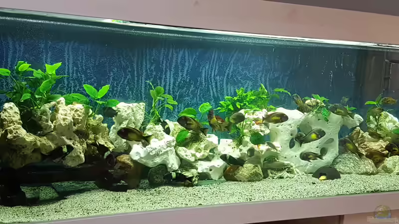 900 Liter Tropheus von Bernhard Fritsch (6)