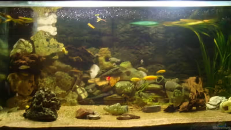 900 liter von lucky-luke.ch (2)