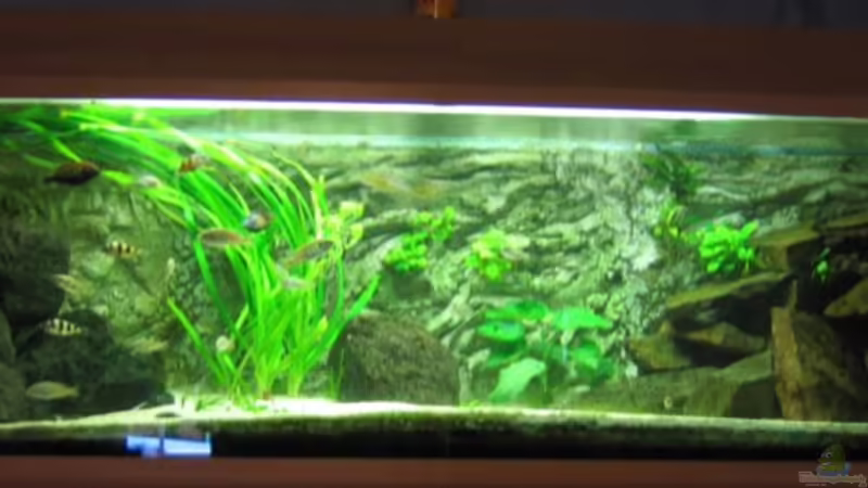 900Liter Viktoria von Johannes Meyer (1)