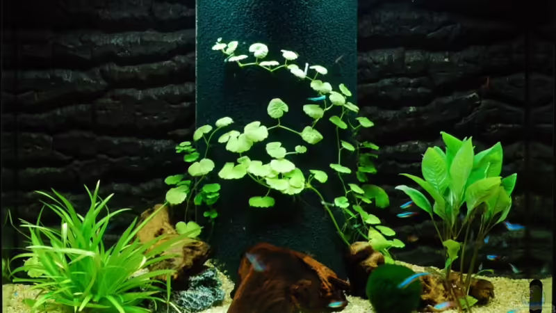 90Liter Becken mit zentriertem Mattenfilter (halbrund) von auecheck (1)