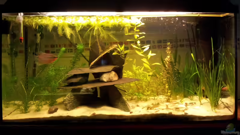 96 Liter Becken mit Mosaikfadenfischmännchen im Vordergrund von WittaMine