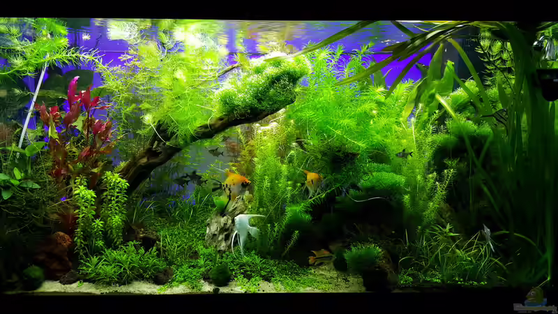 9te Woche von Sebastian Hartmann (68)