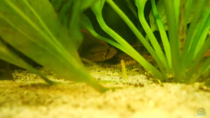 A. aggassizii am brüten... von Felisa Hausott (10)