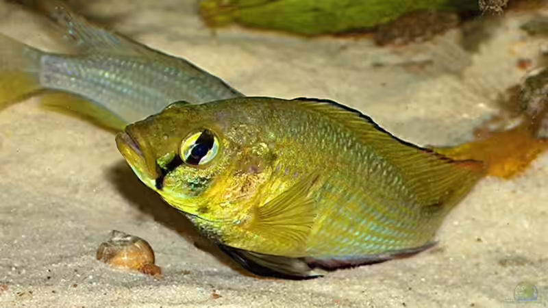 A. alluaudi beim Ablaichen von Stanislav Kislyuk (21)