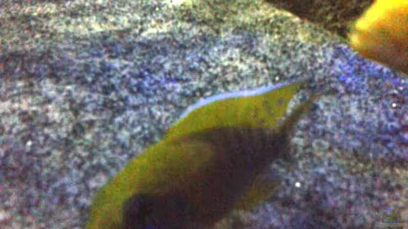 A. baenschi benga von Noah (39)