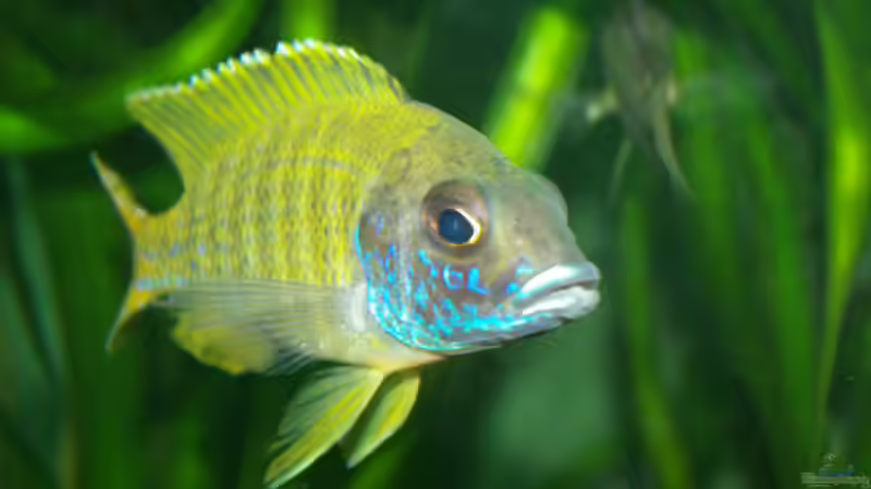 A. baenschi Bock von Janita Webeler (9)