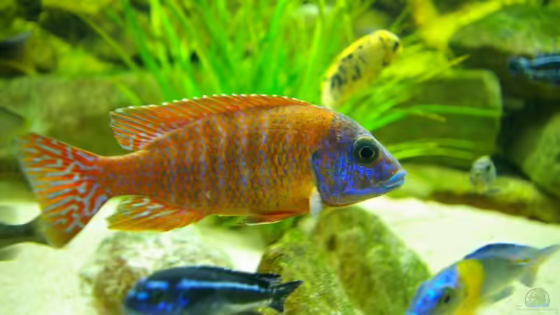 A. Baenschi Red Rubin von Nico A. (26)