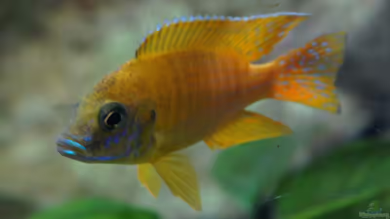 A. baenshi benga m - Dez. 2011 von Schdäff (39)