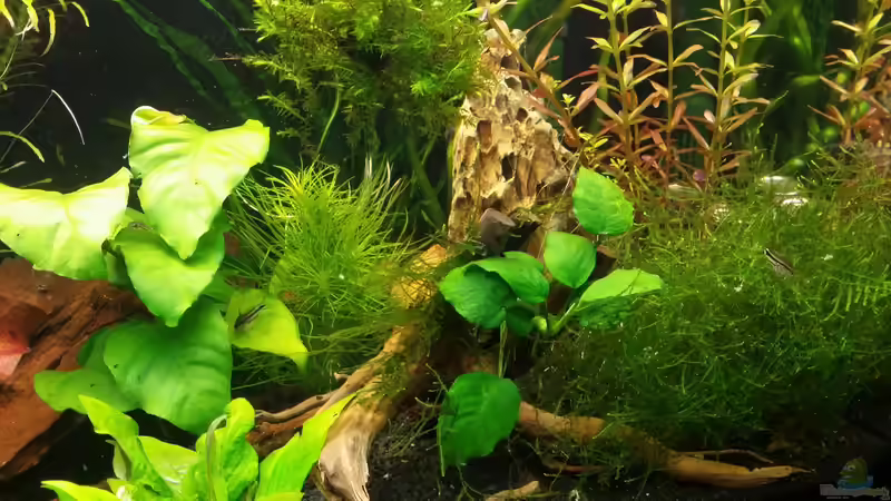 A. barteri, P. erectus & Co. von Anna-RS (7)