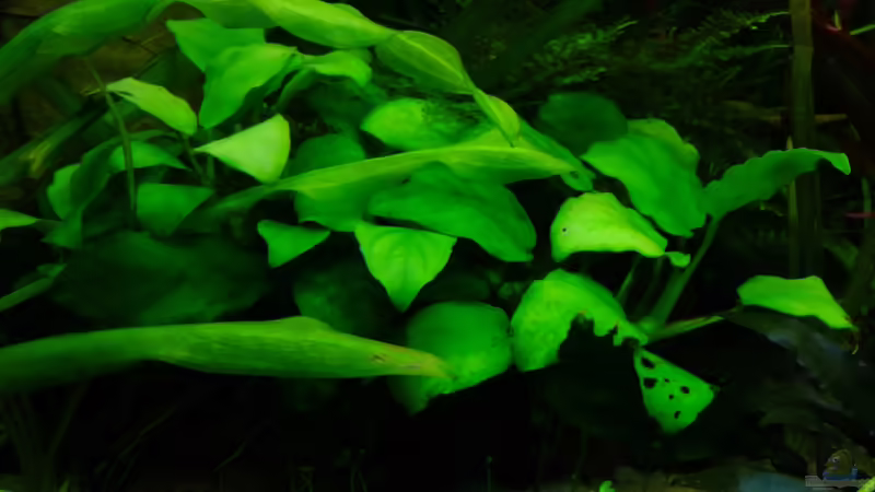 A. barteri von TDG (15)