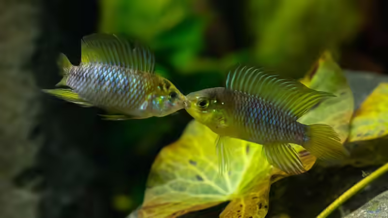 A. Borelli von Finch (18)