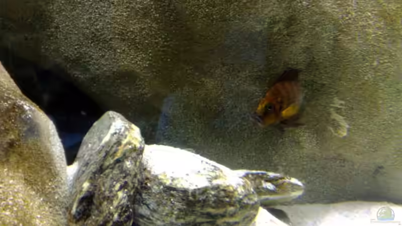 A. C. Männchen von Chris_R. (34)