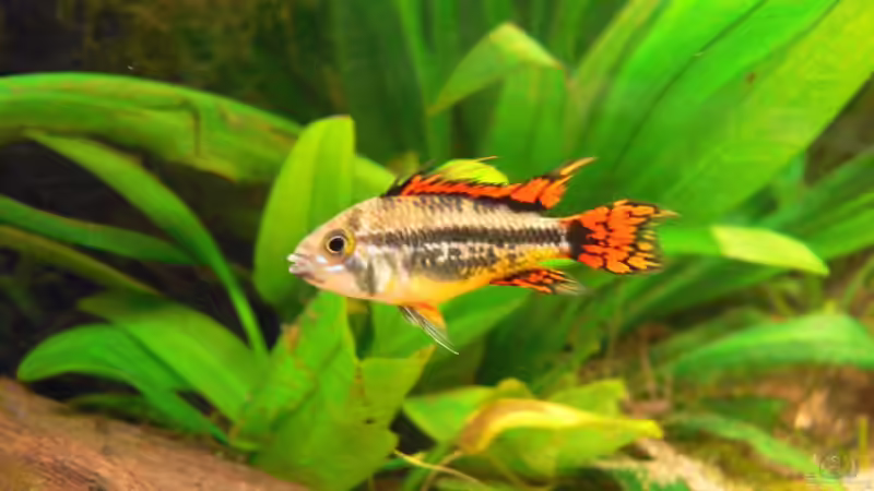 A. cacatuoides Jungtier Mann von pat333 (9)