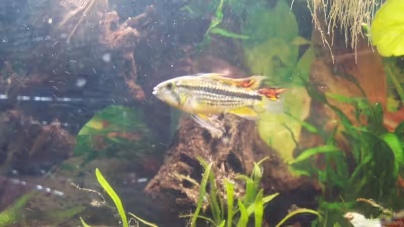 A. cacatuoides Männchen von Milehigh H (18)