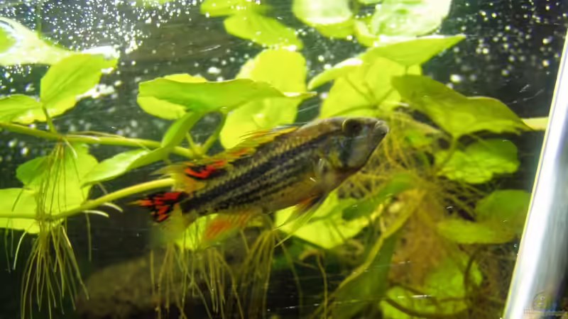 A. cacatuoides Männchen von Milehigh H (19)