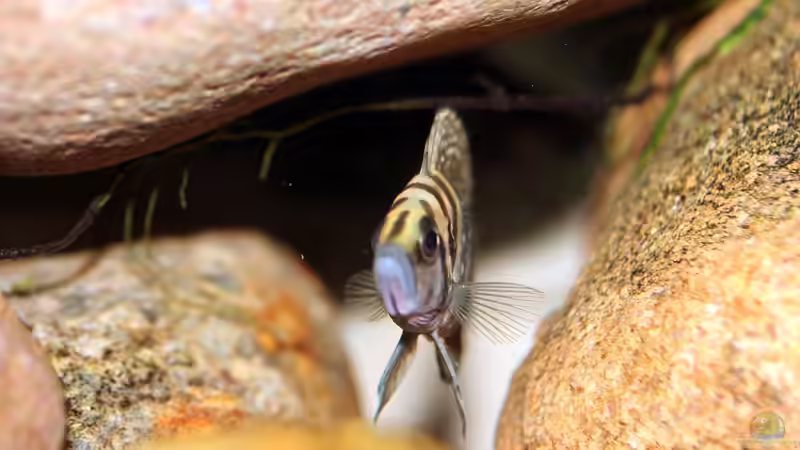 A. Calvus Black in seiner Höhle von Bastian Otto (18)