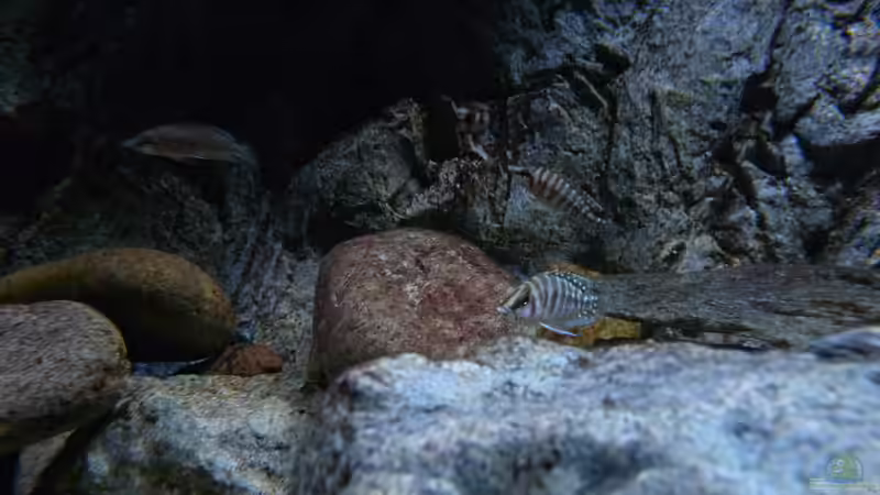 A. calvus ´black pectoral´, Jungtiere von Steffen S. (33)