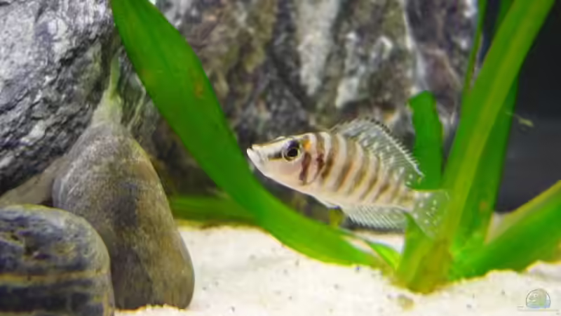 A. Calvus von Chris_R. (33)