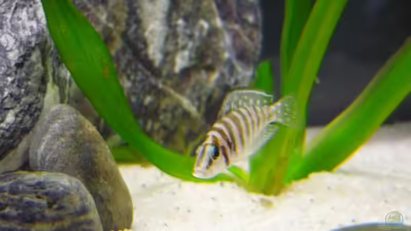 A. Calvus von Chris_R. (41)