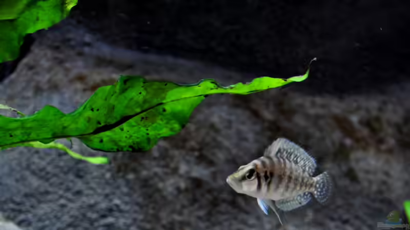 A. calvus von Scada (4)