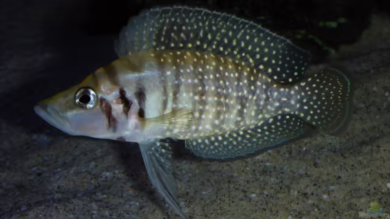 A. calvus von spriggina (44)