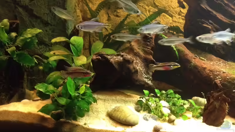 A. caudalis und P. taeniatus von Rubens (19)