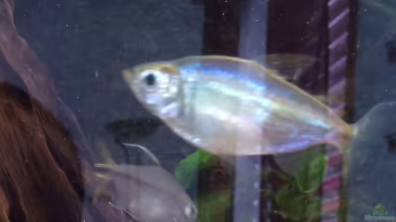 A. caudalis von Rubens (23)