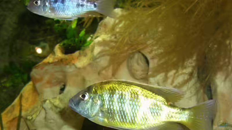 A. chinola Jungbock und Venustus von phyvf (20)