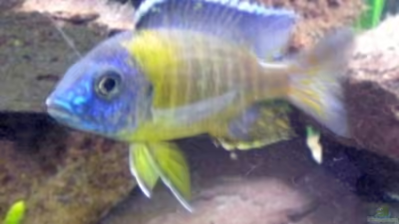 A. chiwindi m von Schdäff (25)