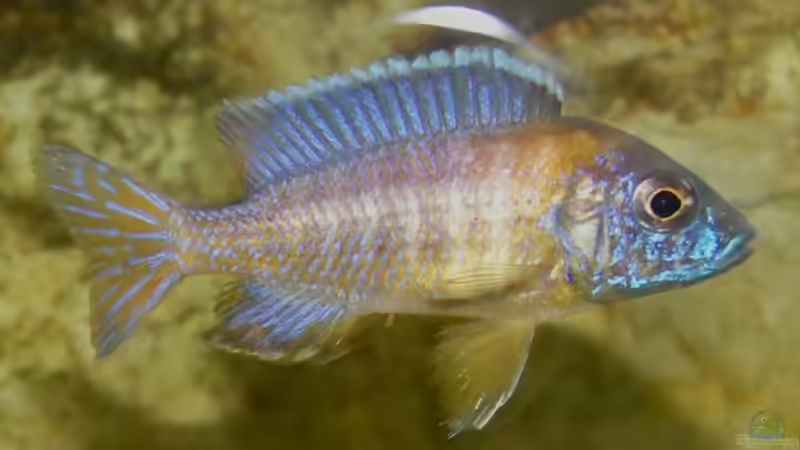 A. chiwindi m von Schdäff (36)