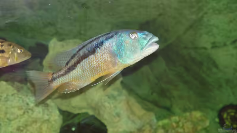 A. christy von Thomas Knecht (9)