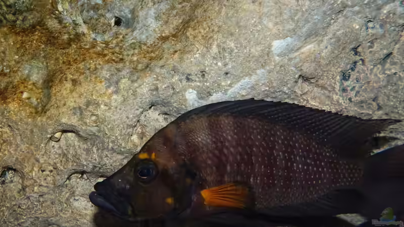A. compressiceps orange fire (ausgewachsener Bub) von Cichliden-Kabuff (42)
