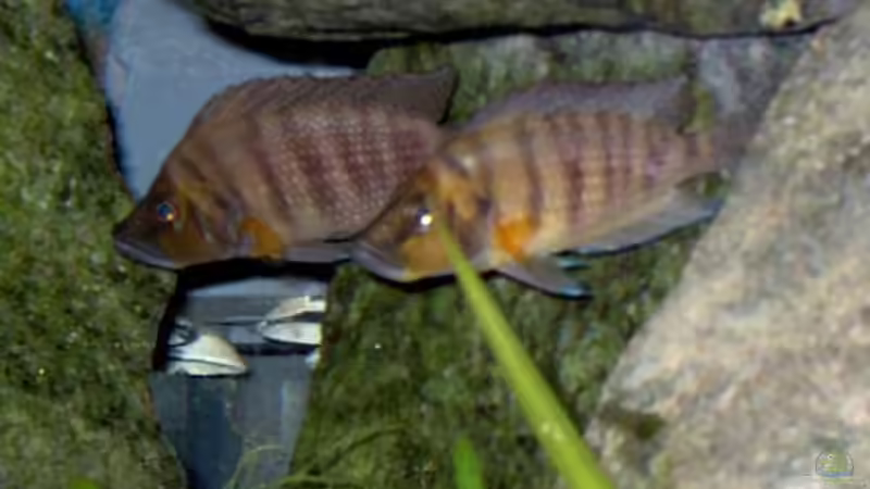 A. compressiceps Pärchen von Alex Stark (6)