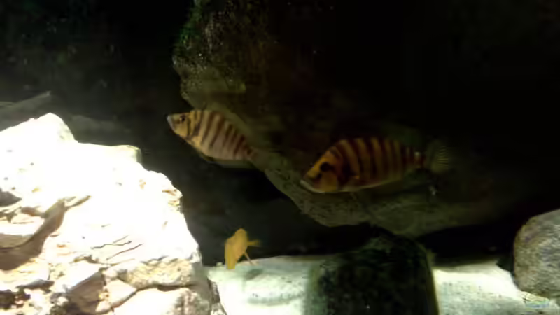 A. Compressiceps Pärchen von Chris_R. (37)