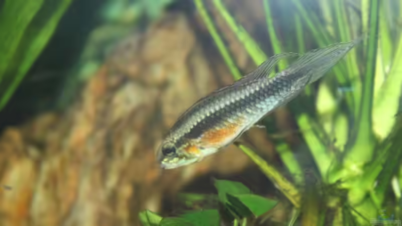 A. elizabethae Männchen von Tobias Franck (7)