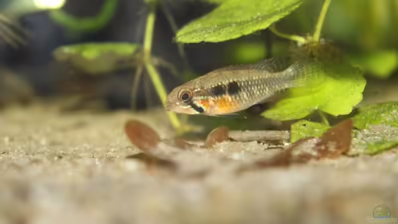 A. elizabethae Weibchen von Tobias Franck (8)