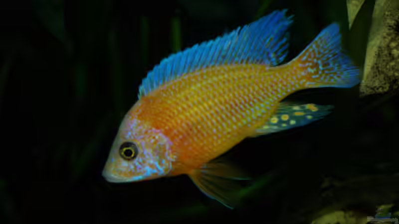 A. fire fish bzw. red orchidee von Janita Webeler (7)