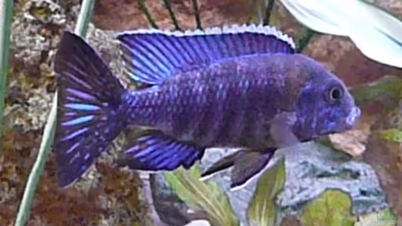 a. hansbaenschi von blume007 (9)