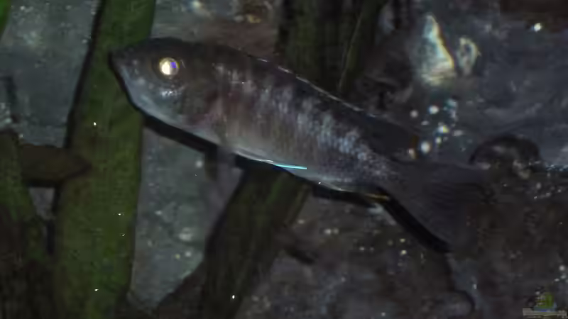 A. Jacobfreibergi Weib (hat gerade die ´Schnauze voll´ von Couro (32)