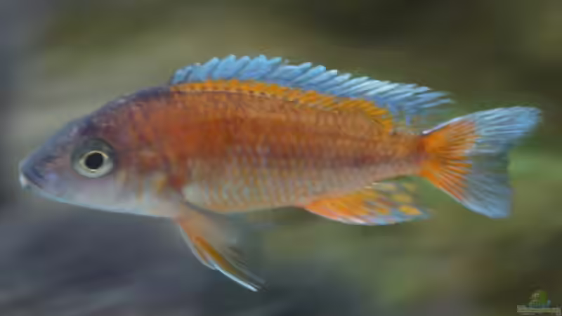 A. jakobfreibergi eureka m - leicht verschwommen, sorry von Schdäff (49)