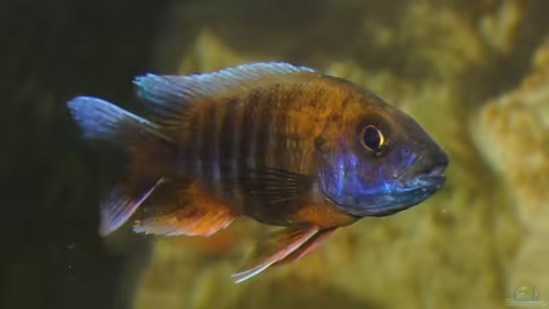 A. jakobfreibergi m von Schdäff (31)