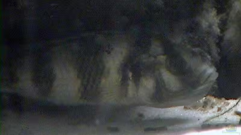 A. latifasciata, maulbrütend von Stanislav Kislyuk (11)