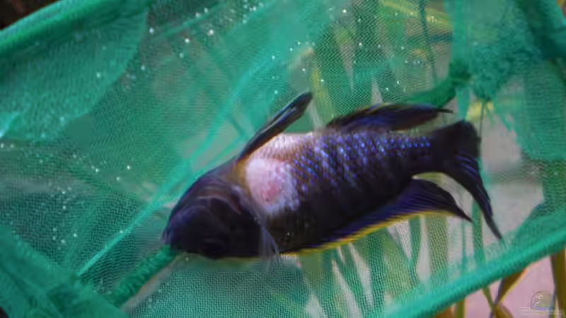 a. lwanda am 6.7.09 verstorben, bitte um hilfe von pennywise (35)