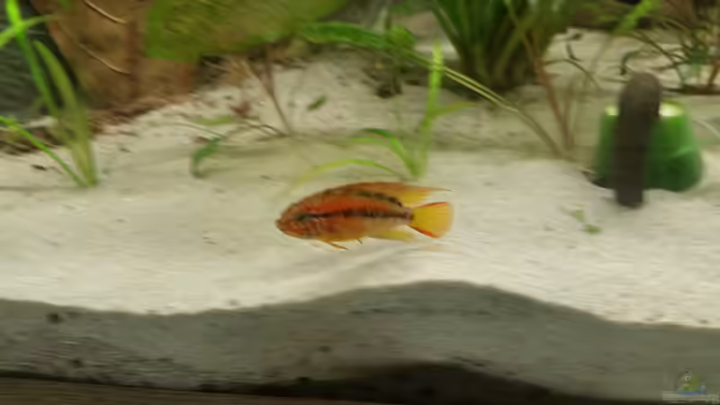 A. macmasteri Männchen von Patrick`s Amazonas (22)